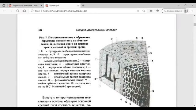 ИНТЕНСИВ (№1): кость как орган, рост кости, классификации костей. смотреть онлайн