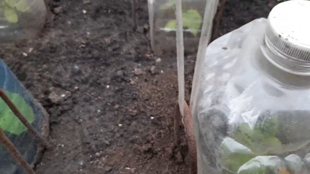 Спасаем рассаду огурцов от холода при помощи бутылок смотреть онлайн