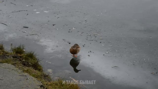 ЖЕНА НАШЛА ЧЕМ ЗАНЯТЬСЯ ПОД КУСТОМ. Реальные истории из жизни людей. Аудио рассказ смотреть онлайн