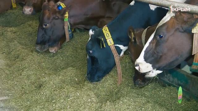 Телеканал  «Первый Крымский»