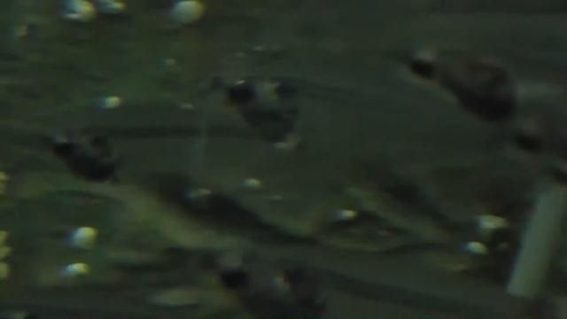 День 2 Океанариум, дом перевёртыш смотреть онлайн