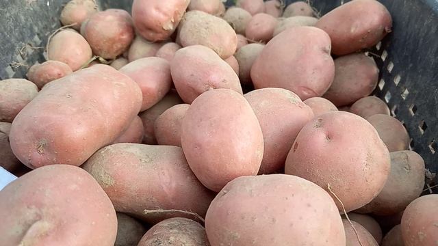 Картофель сорт Аляска