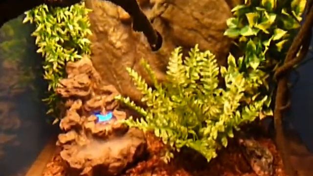 Exo-Terra Gonocephalus Doriae Abotti смотреть онлайн