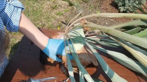 Платицериум. Часть 1 деление куста.