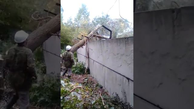 Лесоповал расчистка охранной зоны у охладителей ТЭЦ смотреть онлайн