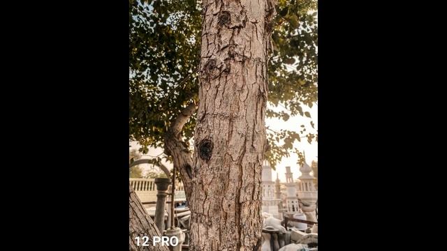 Xiaomi Mi 11 Vs IPhone 12 Pro | Camera Comparison