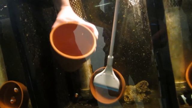 JTE Studios presents: Clownfish смотреть онлайн