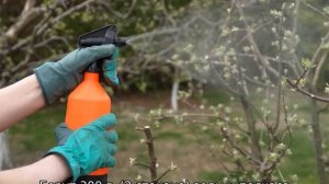 Тля на черешне: как бороться