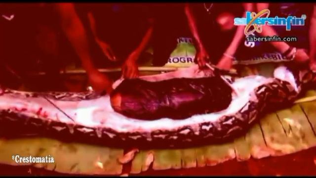 Descubren ANACONDA QUE SE TRAGÓ A UNA MUJER смотреть онлайн