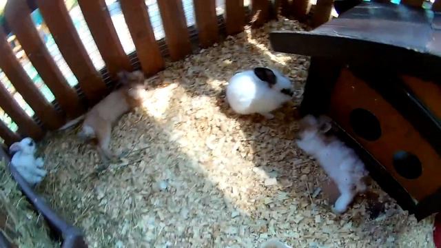 Идём всей семьёй в ТРОГАТЕЛЬНЫЙ ЗООПАРК смотреть онлайн