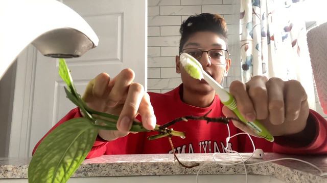 Trying out LECA as A Beginner || How I Prepare and Care for my Plants in Semi Hydro смотреть онлайн