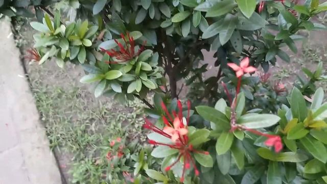 Ixora coccinea: Jungle geranium flower смотреть онлайн