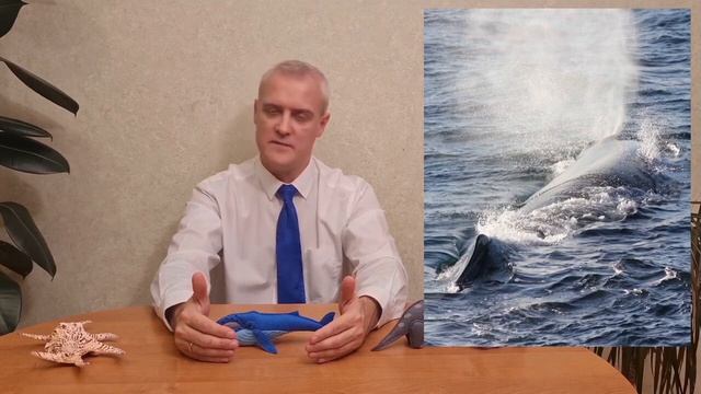 Детям: САМОЕ БОЛЬШОЕ ЖИВОТНОЕ, КОТОРОЕ КОГДА-ЛИБО ЖИЛО НА ЗЕМЛЕ смотреть онлайн