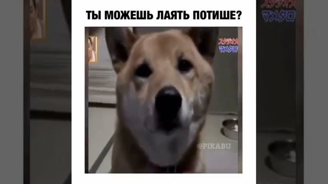 собака китаец смотреть онлайн