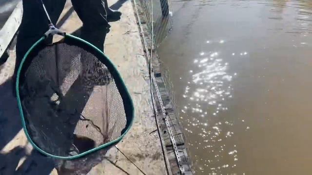 Зарыбление форели 100кг навеской 1.5-2 кг смотреть онлайн