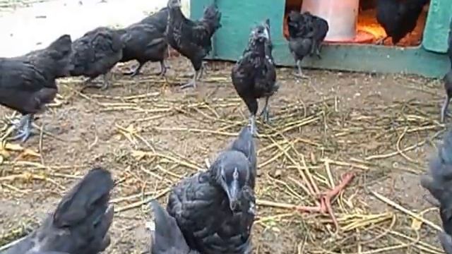 Китайские Куры Ухэйилюй в Усадьбе Гусево смотреть онлайн