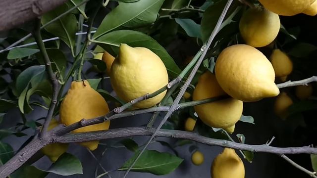 Limon qabda becərilməsi - выращивание лимонов - cultivation of lemons #limon смотреть онлайн