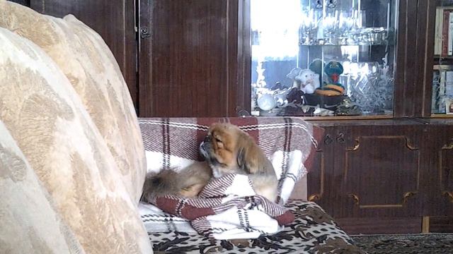 Иногда я за-сыпаю... от королевского подстриженного пекинеса смотреть онлайн