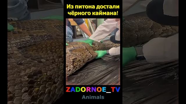 Из питона достали чёрного каймана! смотреть онлайн