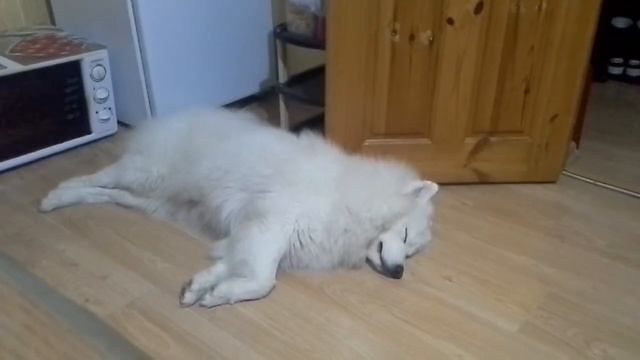 Самоед ест во сне и улыбается. смотреть онлайн