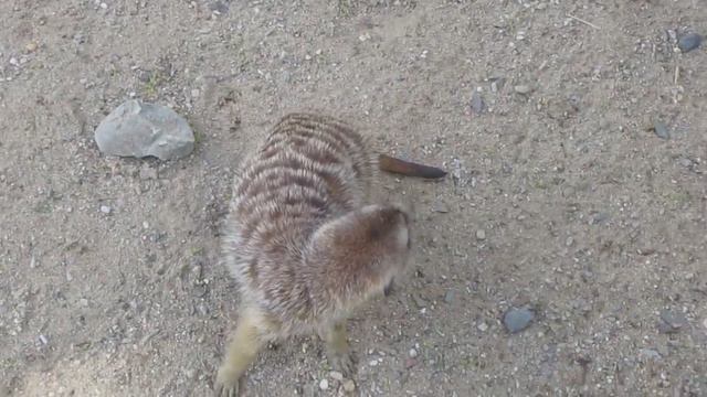 Prague Zoo Зоопарк Праги Суслики смотреть онлайн