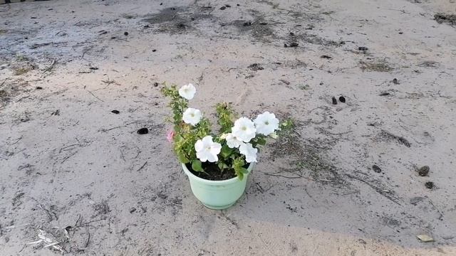 Как пчелки трудимся?. Обшиваем и красим беседку⛪