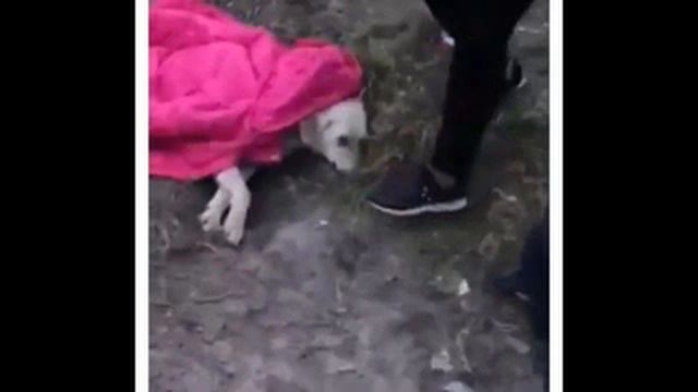 Лишь благодаря детям, пес выжил. смотреть онлайн