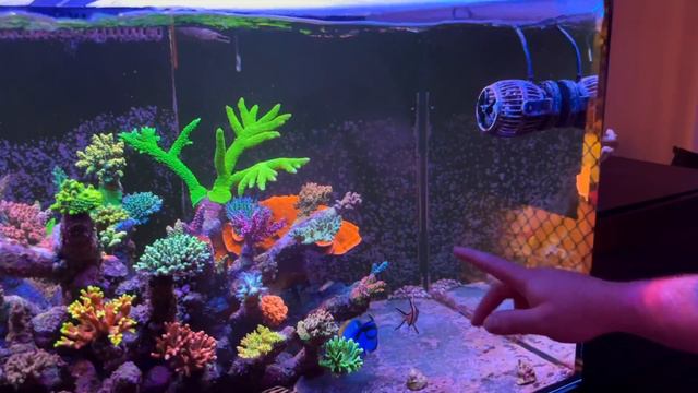 Jono's SPS and Goni Waterboxes смотреть онлайн