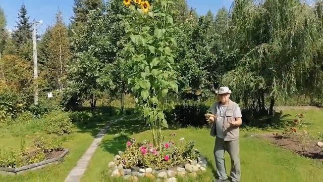 Плазменная электрогрядка Почеевского смотреть онлайн