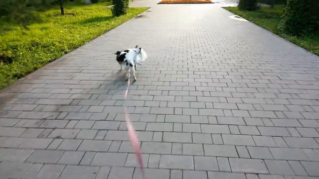 Японский хин Кен и Симка (2015-07-12) - 02 смотреть онлайн
