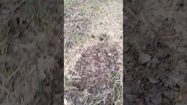 Тихая охота в апреле