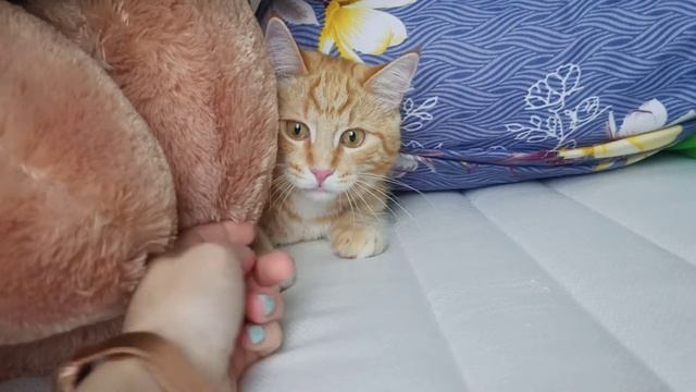 Симба спрятался😄Глазки как у кота из мультика «Шрэк»😍 смотреть онлайн