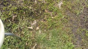 Как опрыскивать деревья легко и просто