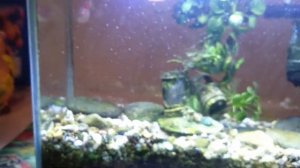 Данио. Раздулся живот