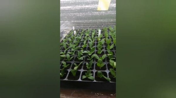 Неукор! Как вырастить красоту🌺