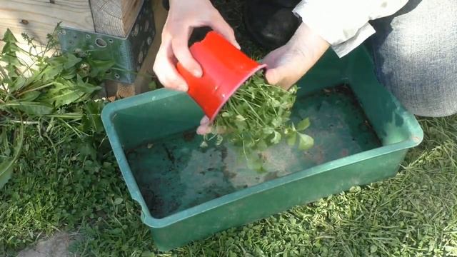 Посадка сельдерея смотреть онлайн
