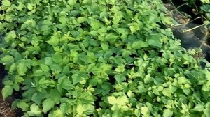 Размножение малины крапивкой  подведение итогов