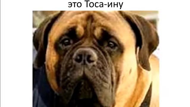 Презентация На Тему "Собаки" смотреть онлайн