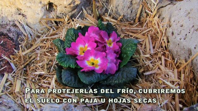 𝗣𝗥Í𝗠𝗨𝗟𝗔𝗦: Cómo Cultivar Prímulas Paso A Paso. Guía Completa