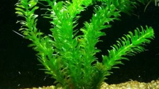INILAH Rahasia!! Cara Menanam Elodea Densa dan Perawatannya yang Mudah смотреть онлайн