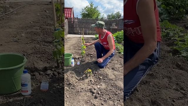 Средство для Винограда | Андрей Лунёв смотреть онлайн