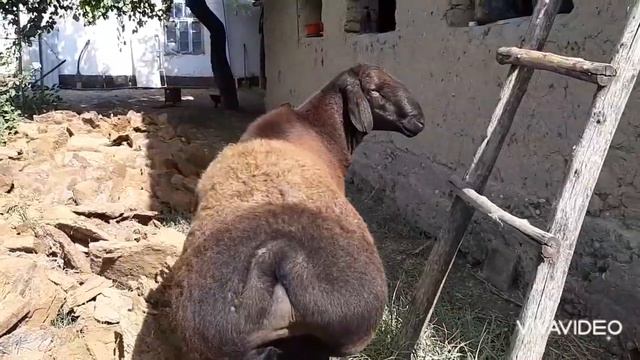 Гиссарский баранпроизводитель, 2летний смотреть онлайн