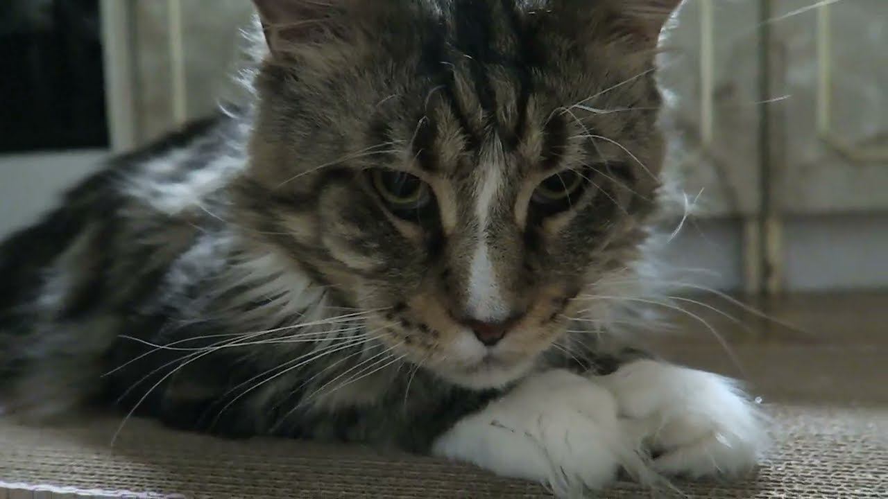 Новая когтеточка смотреть онлайн