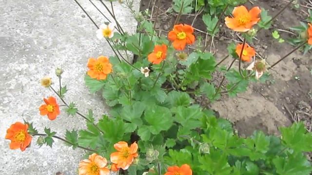 spring geum coccineum borisii смотреть онлайн