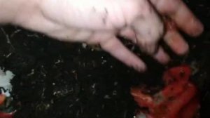 Навозный червь,как я их кормлю и чем?