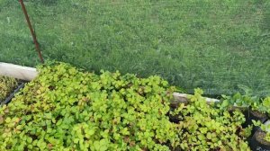 Княженика, обзор ягод разных сортов.