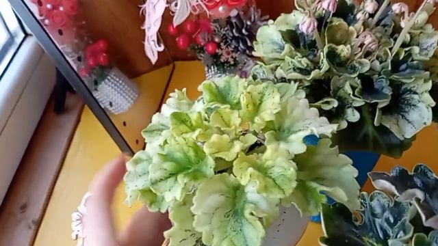 Обзор фиалок 2я часть. С Наступившим Новым годом☺❄ смотреть онлайн