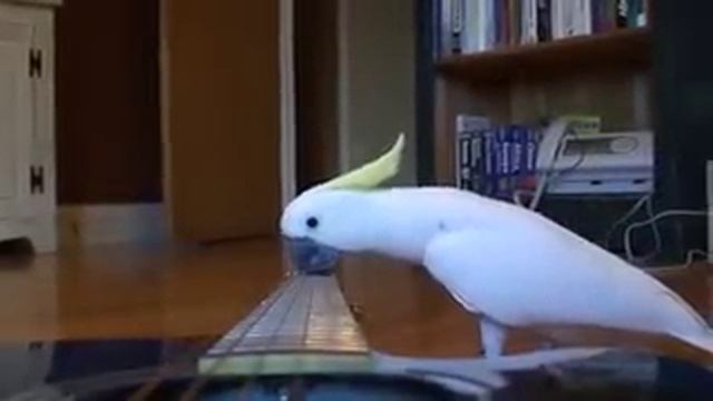 WOW! Guitar Playing parrot - funny pet bird cockatoo video! смотреть онлайн