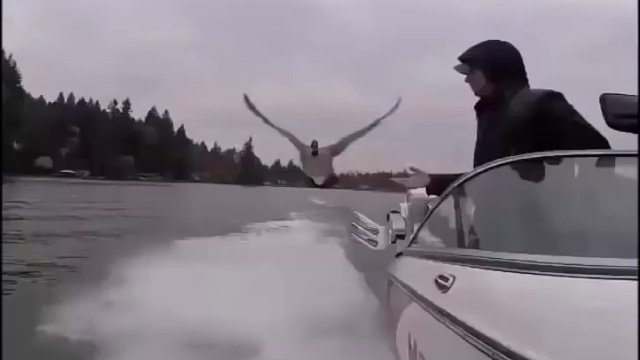 Уставшая птица решила прокатиться на лодке смотреть онлайн