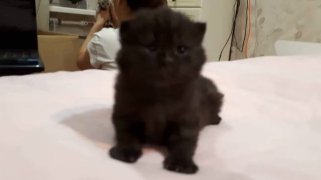 Шотландские котята смотреть онлайн